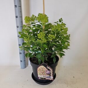 Hydrangea paniculata pan.Pixio
(1 Plants/Order)(29cmP 50cmH)