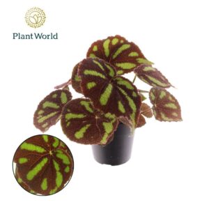 Begonia masoniana Boulder
(6 Plants/Order)(14cmP 30cmH)