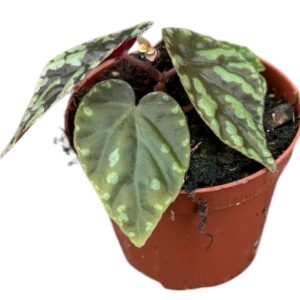 Begonia Filiformis Irmsch
(14 Plants/Order)(8cmP 12cmH)
