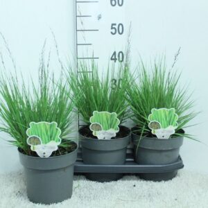 Molinia caerulea Edith Dudszus' P19
(3 Plants/Order)(19cmP 50cmH)