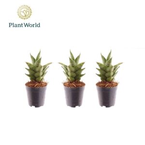 Sansevieria Pagoda
(20 Plants/Order)(5.5cmP 10cmH)
