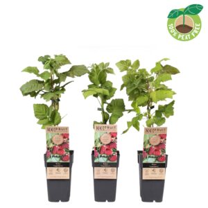 Rubus Loganberry Thornless P15
(10 Plants/Order)(15cmP 50cmH)