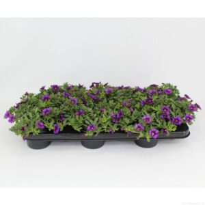 Petunia Minifamous Purple CaliBrachoa Minifamous Neo Purple
(12 Plants/Order)(10.5cmP 20cmH)