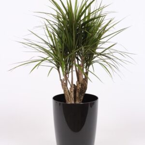Dracaena marginata "in Santorini Pot ""antraciet"""
(1 Plants/Order)(29cmP 100cmH)