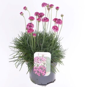 Armeria maritima Splendens Armeria maritima Splendens
(8 Plants/Order)(13cmP 30cmH)