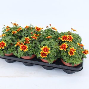 Bidens Beedance Painted Yellow Red
(8 Plants/Order)(13cmP 20cmH)