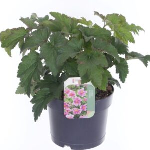 Anemone Pink
(6 Plants/Order)(17cmP 30cmH)