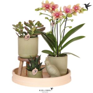 Arrangement Phalaenopsis Gift Set large Bold Seventies
(1 Plants/Order)(30cmP 40cmH)