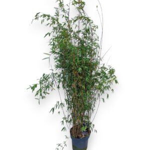 Fargesia Jiuzhaigou 1 C10/P27 Niet-woekerende Bamboe
(1 Plants/Order)(27cmP 160cmH)