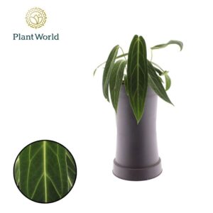 Anthurium Leaf Warocqueanum
(4 Plants/Order)(19cmP 50cmH)