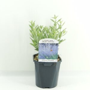Perovskia Blue Spire atr.
(6 Plants/Order)(17cmP 45cmH)