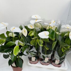 Anthurium (Andreanum Grp) Alpine
(6 Plants/Order)(17cmP 60cmH)