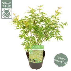 Acer palmatum Butterfly Acer palm. 'Butterfly'
(6 Plants/Order)(15cmP 45cmH)