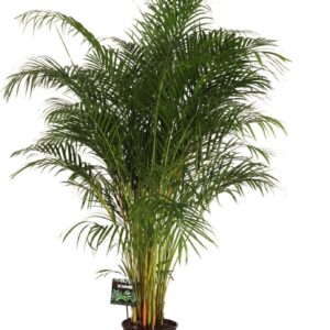 Chrysalidocarpus Dypsis lutescens
(1 Plants/Order)(27cmP 170cmH)