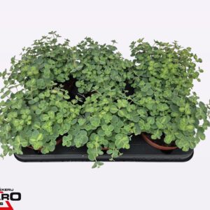 Sedum sieboldii Mediovariegatum
(8 Plants/Order)(12cmP 18cmH)