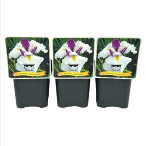Iris ensata Queens Tiara' C5
(1 Plants/Order)(21cmP 35cmH)