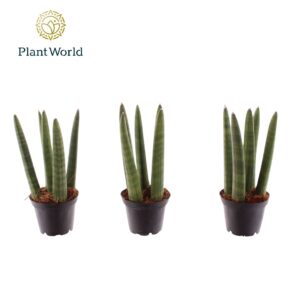 Sansevieria Cylindrica Spaghetti 7 cm
(16 Plants/Order)(7cmP 20cmH)