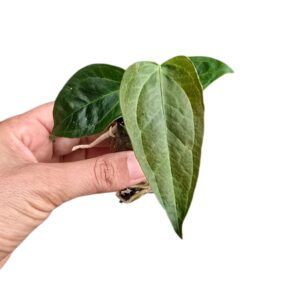 Anthurium Leaf Queen of Hearts
(2 Plants/Order)(2cmP 15cmH)