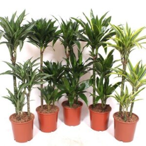 Dracaena fragrans Mixkar 60-30-15
(1 Plants/Order)(21cmP 110cmH)