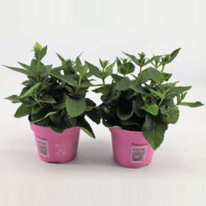 Platycodon Astra Pink
(12 Plants/Order)(12cmP 22cmH)