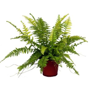 Nephrolepis Tiger GEEN hoes
(10 Plants/Order)(12cmP 30cmH)