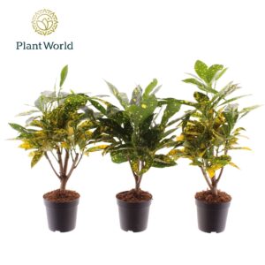 Codiaeum Gold Sun Croton Dust stam 7 cm
(16 Plants/Order)(7cmP 20cmH)