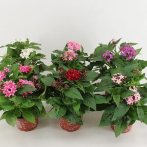 Pentas lanceolata Graffiti mixed in tray
(9 Plants/Order)(12cmP 30cmH)