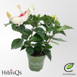 Hibiscus Adonicus Pearl HibisQs® rosa-sinensis ‘Adonicus White’ p13
(8 Plants/Order)(13cmP 35cmH)