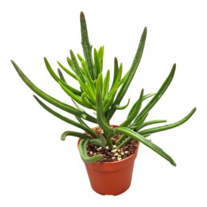 Kalanchoe Kewensis
(10 Plants/Order)(7cmP 2cmH)