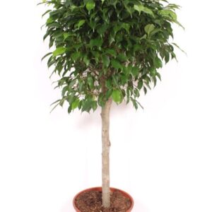 Ficus gevlochten stam Columnar
(1 Plants/Order)(30cmP 140cmH)