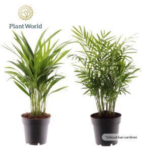 palms mix XL
(6 Plants/Order)(17cmP 60cmH)