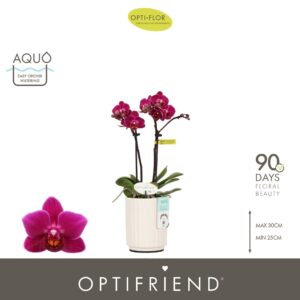 Phalaenopsis Multifloratypes other Optifriend Emma 2 spike in Molise White Aquo
(6 Plants/Order)(7cmP 25cmH)