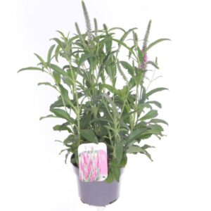 Veronica spicata Veronica spicata Inspire Pink
(8 Plants/Order)(13cmP 50cmH)