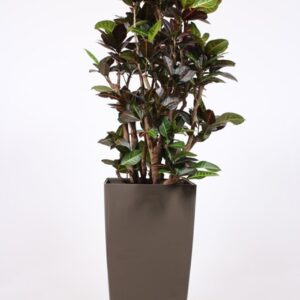 Codiaeum Petra "(Croton) in Piza Pot ""taupe"""
(1 Plants/Order)(40cmP 180cmH)