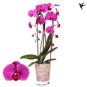 Phalaenopsis Elegant Cascade Kolibri Orchids Phalaenopsis Cascade Niagara Fall Free Ride 2 spike
(6 Plants/Order)(12cmP 45cmH)