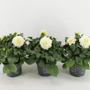 Dahlia Dalina Maxi Lopez White
(6 Plants/Order)(17cmP 45cmH)