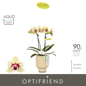 Phalaenopsis Multiflora Optifriend Anouk 2 spike in Emilia Sand Aquo
(6 Plants/Order)(7cmP 25cmH)