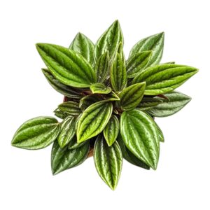 Peperomia Rosso Caperata
(10 Plants/Order)(7cmP 15cmH)