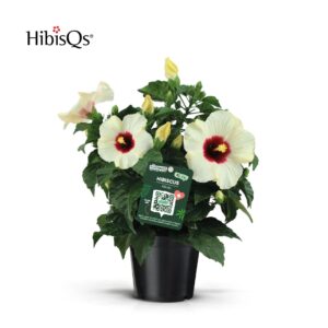 Hibiscus Adonicus Pearl HibisQs white
(1 Plants/Order)(17cmP 50cmH)