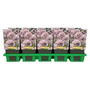 Allium senescens Summer Beauty' P11
(10 Plants/Order)(11cmP 25cmH)