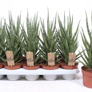 Sansevieria Cylindrica Torch
(10 Plants/Order)(12cmP 50cmH)
