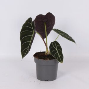 Alocasia Alocasia Pride of Corup 14cm
(8 Plants/Order)(14cmP 30cmH)