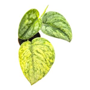 Scindapsus Hologram
(5 Plants/Order)(7cmP 15cmH)