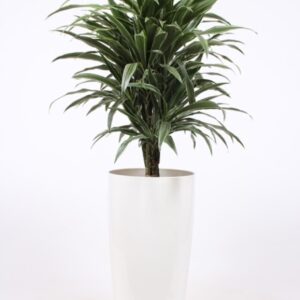 Dracaena Warneckei Dracaena Warneckie in Santorini Pot "wit"
(1 Plants/Order)(33cmP 130cmH)