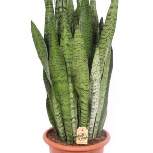 Sansevieria zeylanica Sansevieria zeylanica
(1 Plants/Order)(30cmP 95cmH)