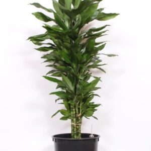 Dracaena Janet Lind
(1 Plants/Order)(34cmP 130cmH)