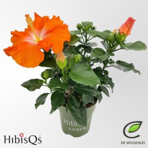 Hibiscus HibisQs® rosa-sinensis 'Pomona' p13
(8 Plants/Order)(13cmP 35cmH)
