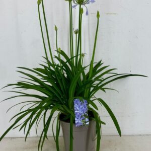 Agapanthus Charlotte P22 Agapanthus africanus Crystal Blue
(1 Plants/Order)(22cmP 75cmH)