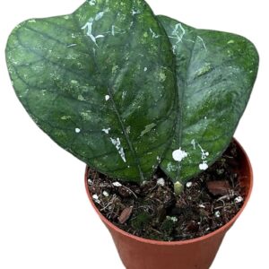 Hoya Deykeae
(14 Plants/Order)(8cmP 10cmH)
