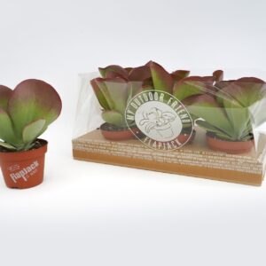 Kalanchoe thyrsiflora Flapjack 13 cm
(6 Plants/Order)(13cmP 22cmH)